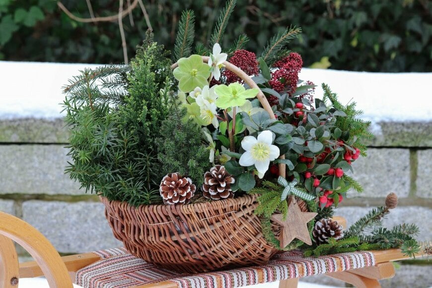 バスケットにチェッカーベリー、クリスマスローズ、スキミア、小さなコニファー類などの植物が植えられた寄せ植え