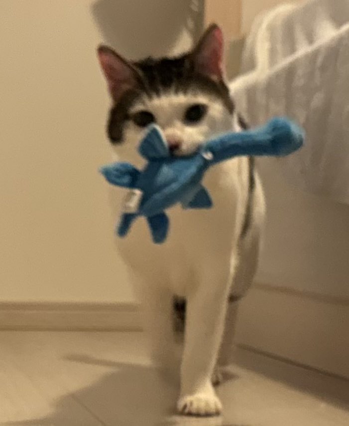 ぬいぐるみと猫