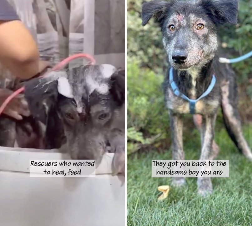 出所：<u><a href="https://www.instagram.com/p/Da4hoe9so83/" target="_blank">@dogs4rescue</a></u>