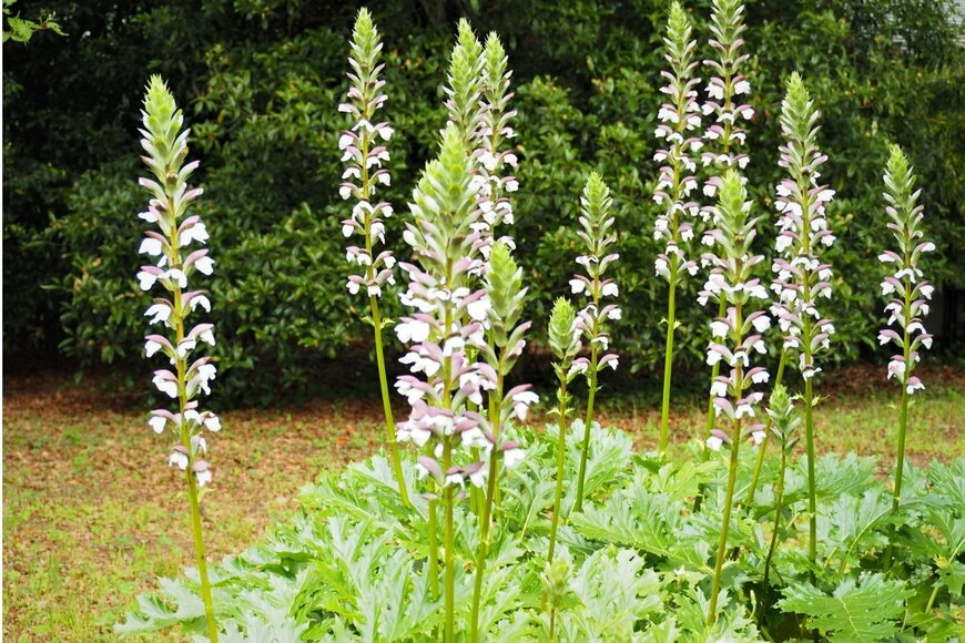 ピンクと白の複色の花を咲かせているアカンサス・モリス