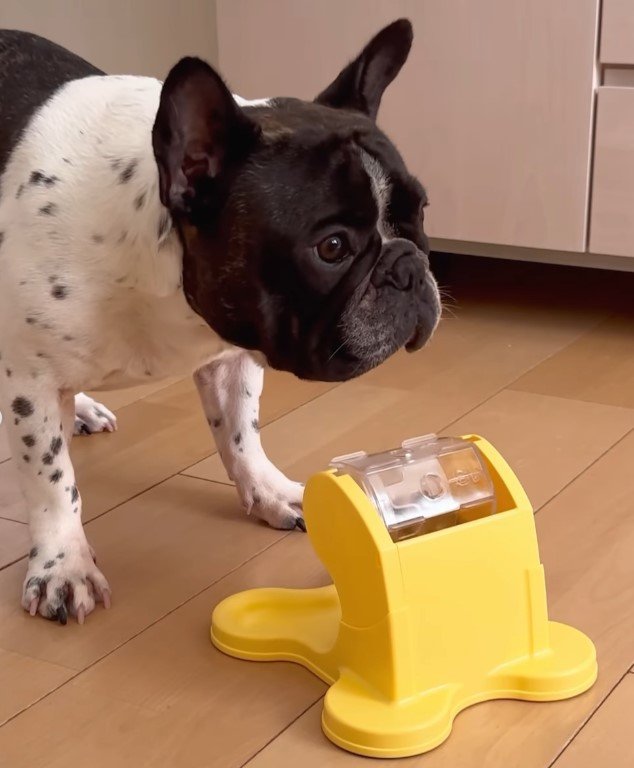 フレンチブルドッグと給餌器