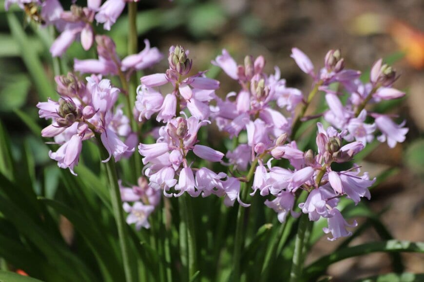 薄桃色の花を咲かせている、シラー・カンパニュラータ