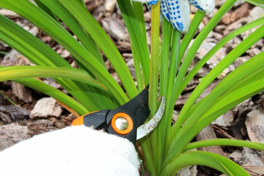 剪定ばさみで植物をカットしている様子