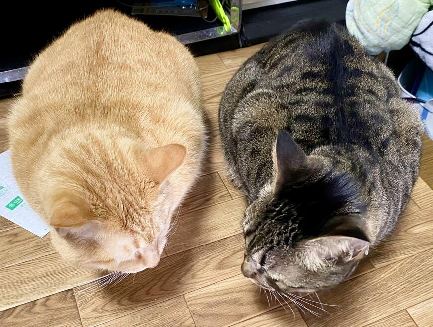 2匹の向き合う猫