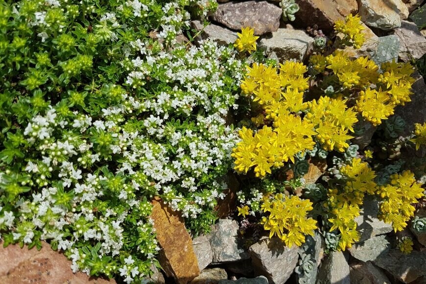 白い花と黄色い花が地面一面に植わっている。