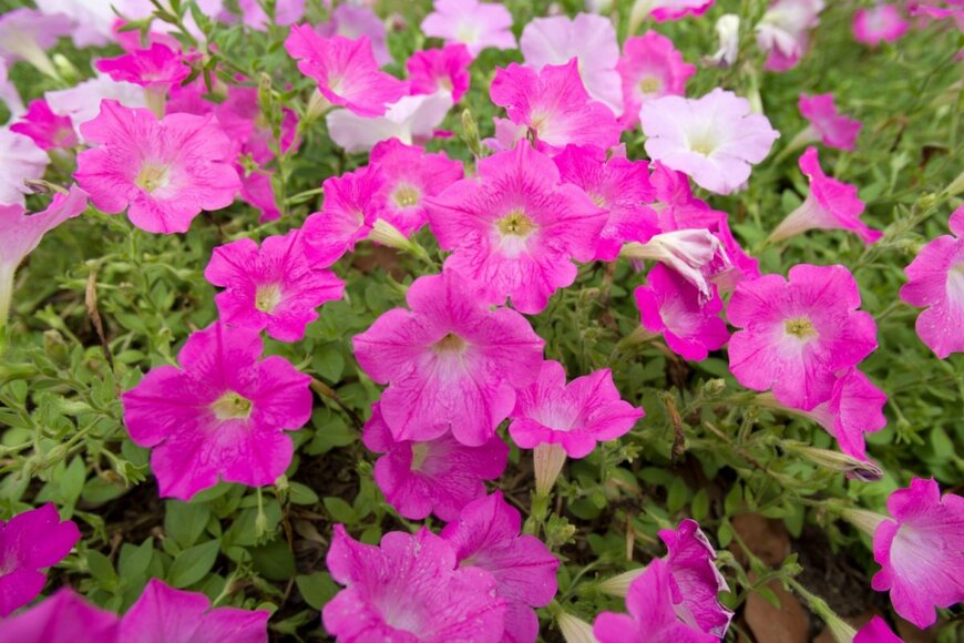 ペチュニアの花。色はピンク。