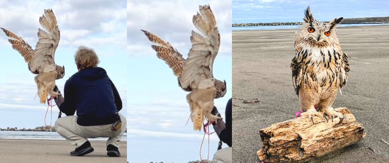 投稿動画のワンシーン