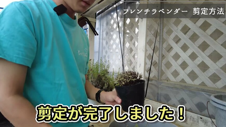 フレンチラベンダーの剪定