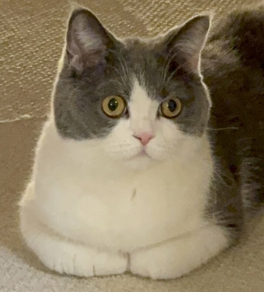 おててないないの猫