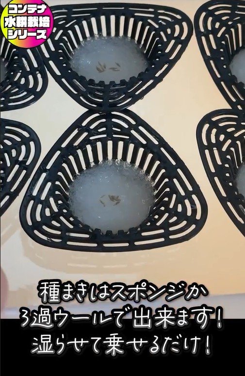 サンチュの水耕栽培の種まき。湿らせたろ過ウールの上に乗せるだけ
