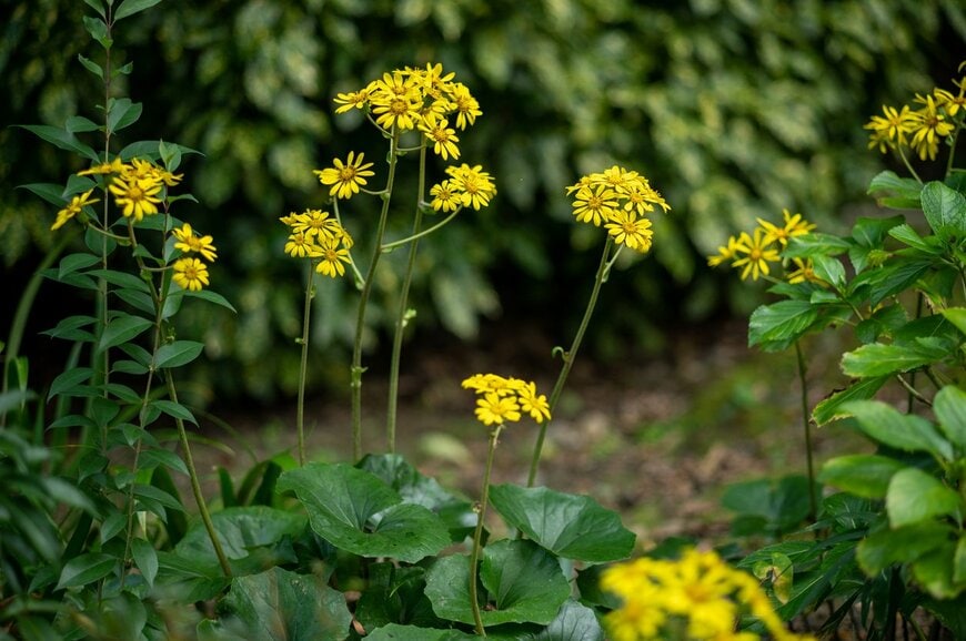 丸い葉の上に黄色い花を咲かせているツワブキ
