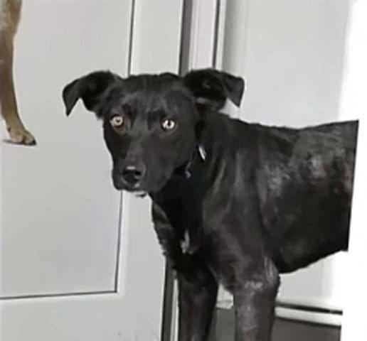 80日目、新しい家族が現れたころの犬の様子