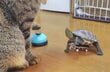 猫がベルを鳴らすと…→亀が披露した「大技」に思わず二度見　笑える結末にも注目