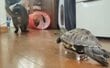 「知ってる亀の動きじゃない」猫の動きを完コピする亀→あまりのシンクロぶりに笑ってしまう