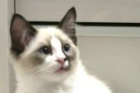 美しい長毛猫のビフォーアフターに思わず目を疑う　「毛色の変化すごい」「大人の顔になってる」