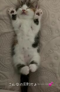 こんなちっちゃい時もあったね　猫ちゃんの赤ちゃん時代の姿が「かわいい」とSNSユーザーがメロメロ