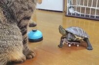 猫がベルを鳴らすと…→亀が披露した「大技」に思わず二度見　笑える結末にも注目