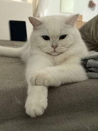 かっこいい「イケオジ猫」が子猫にメロメロ　可愛がり方がハンパなくて悶絶必至！