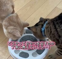 【まさか】猫に初めて知育おもちゃを与えた結果→“予想外の行動”に思わず目を疑う