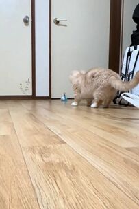 初めての車のおもちゃと戯れる猫…最後には【降参ニャ】　SNSでは「困り顔まで可愛すぎる」の声