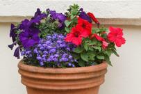 《春から秋までずっと咲く》夏に強い3つの花でつくる「センスのいい寄せ植え」組み合わせ3例