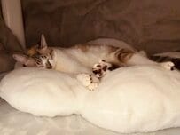 「こたつの電源　←オンオフ→」わかりやすく変化する猫の顔に笑っちゃう