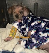 毛が抜け落ち衰弱しきっていた犬を保護→献身的ケアによる奇跡的な回復姿に反響