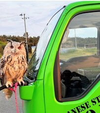 【キッチンカーの宣材撮影に同行したフクロウ】羽角がヘラジカのようになっていて思わず二度見！