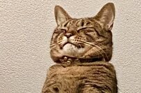 育児放棄から救われた猫さん「横綱の風格」満載な成長姿が可愛い