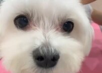 【トリミングでもっと可愛く！】ワンちゃんがシャンプー＆カットで大変身する様子にいいね続々　ふわふわで愛しい姿に胸キュン