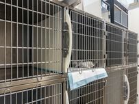 背骨と2本の脚を骨折し、瀕死状態だった犬を救助 保護から12年...穏やかに年齢を重ねた現在の姿に「奇跡のよう」と反響