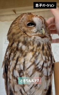 【息子さんLOVEなフクロウ】仲良しさん！とろんとした表情に幸せを感じます