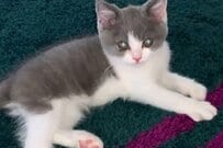 子猫が机の下で「こっそり練習していたこと」　気持ちよさそうな表情がかわいすぎる…