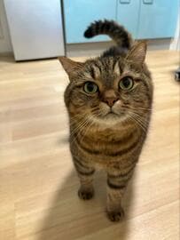 【1万6000いいね】おやつに期待満々の猫ちゃんが愛くるしい！見上げるお顔に胸キュン必至