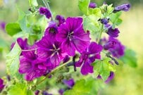 植えっぱなしOK！この春、地植えに選びたい《宿根草3選》野趣あふれる花姿