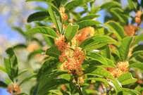 季節ごとに【いい香りの花が咲く】庭木4選！三大香木や狭いスペースで楽しめる常緑低木も紹介