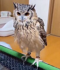 【バレリーナみたいなフクロウ】いつもの場所でリラックスした結果→美しい姿に思わず二度見！