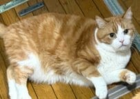 「何か食べてない？」カーテンの陰から送られる猫の「隠密」ぶりに思わず二度見