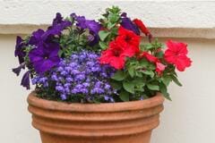 《春から秋までずっと咲く》夏に強い3つの花でつくる「センスのいい寄せ植え」組み合わせ3例