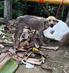 つらい目に遭い動けなかった犬を保護→重大な疾患が見つかるが…驚異的な回復と奇跡の物語に熱いコメント集まる