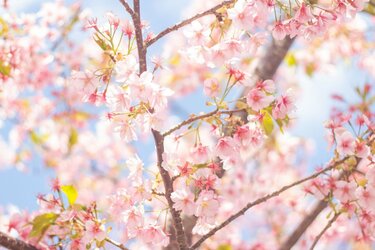 桜とスズメを撮影した時に写り込んできたのは…「春を詰め込んだ 桜とスズメを撮影した時に写り込んできたのは…「春を詰め込んだ