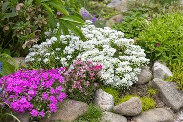春から始めるロックガーデン】今が植えどき＆植えっぱなしOK！乾燥に