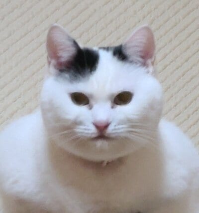 チロちゃんの「肩幅が広く見える」姿