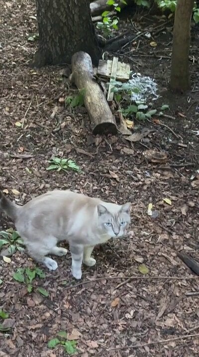 青い目でカメラを見つめる、淡い毛色の猫