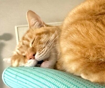 潰れ顔で眠るリチャードくん