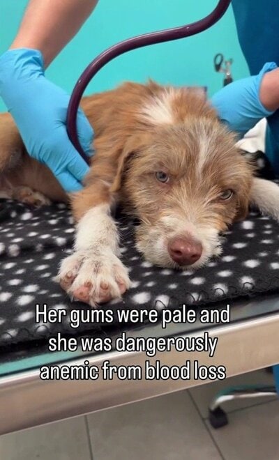 動物病院の診察台で、聴診を受ける子犬