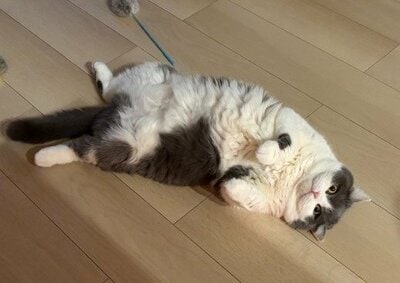 お腹のもふもふに手を出したが最後…？