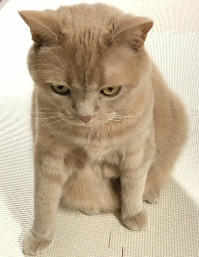 「座りかたおかしいニャ？」