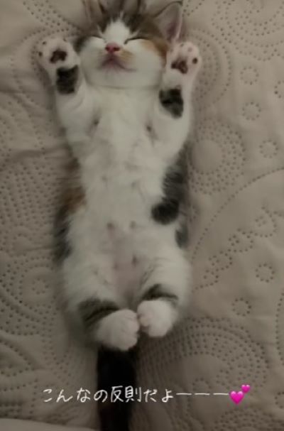こんなちっちゃい時もあったね　猫ちゃんの赤ちゃん時代の姿が「かわいい」とSNSユーザーがメロメロ