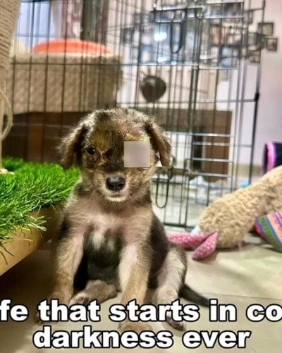 【保護犬】失明の危機を乗り越えた子犬　「盲目の子猫」と育んだ友情の物語にグッとくる